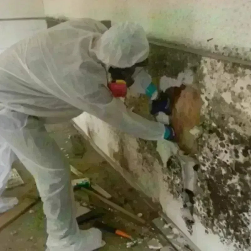 Mold Remediation and Removal in Greenbrier County, WV